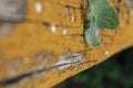 Last leaf of September on autumn moss Royalty Free Stock Photo