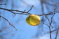 The last leaf of a tree Royalty Free Stock Photo