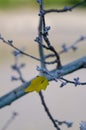 The last leaf of the tree on autumn Royalty Free Stock Photo