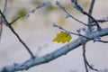 The last leaf of the tree on autumn Royalty Free Stock Photo