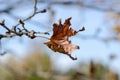 The last leaf of the tree on autumn,shallow depth of field Royalty Free Stock Photo