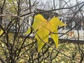 The last leaf on the tree, autumn