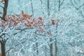 Winter in the forst Royalty Free Stock Photo