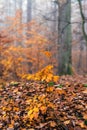 The last leaves of autumn Royalty Free Stock Photo