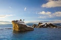 Last Light on Bonsai Rock Royalty Free Stock Photo