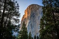 Last Light on El Capitan in the Forest, Yosemite National Park, California Royalty Free Stock Photo