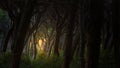 The last light of the sunset filtering through the trees in the pine forest Royalty Free Stock Photo