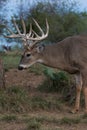 Last light whitetail buck portrait Royalty Free Stock Photo