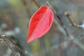 The last lonely bright red leaf of autumn. November. Loneliness concept. force