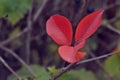 The last lonely bright red leaf of autumn. November. Loneliness concept. force