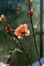The last and lonely old wild rose on the bush illuminated with sunlight. Royalty Free Stock Photo