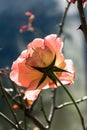 The last and lonely old wild rose on the bush illuminated with sunlight. Royalty Free Stock Photo