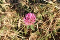 Last look of a lonely flower in autumn Royalty Free Stock Photo