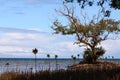End of the mangroves Royalty Free Stock Photo