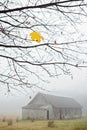 Last maple leaf on a tree Royalty Free Stock Photo