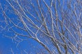 Last melting snow on the branches of trees in the spring Royalty Free Stock Photo