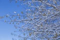 Last melting snow on the branches of trees in the spring