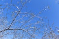 Last melting snow on the branches of trees in the spring Royalty Free Stock Photo