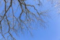 Last melting snow on the branches of trees in the spring Royalty Free Stock Photo