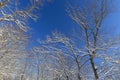 Last melting snow on the branches of trees in the spring Royalty Free Stock Photo