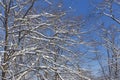 Last melting snow on the branches of trees in the spring