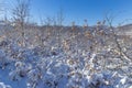 Last melting snow on the branches of trees in the spring