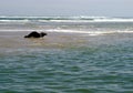 Last of the Monimoy Island Sunbathers Seals Wildlife Royalty Free Stock Photo