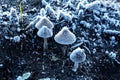 Mushrooms covered with frost in November.
