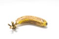 The last one banana Royalty Free Stock Photo