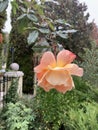 Last orange rose flower in late autumn