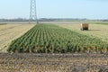 Last part of the field with brussels sprouts to be harvest in Zevenhuizen the Netherlands.