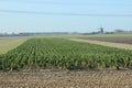 Last part of the field with brussels sprouts to be harvest in Zevenhuizen the Netherlands. Royalty Free Stock Photo