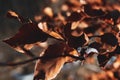 Last piece of ice crystal in the first warm days Royalty Free Stock Photo