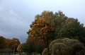 The last ray of sunshine falls on an autumn maple leaf Royalty Free Stock Photo