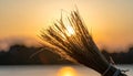 Golden Hour Sunlight Through a Rustic Straw Bundle Royalty Free Stock Photo