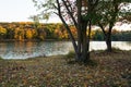 Last rays of sun on bank of lake with one tree and forest. Beautiful scenic panoramic autumn view. Golden hour. Royalty Free Stock Photo