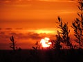 The last rays of sun kiss the olive trees - Sicily sunset Royalty Free Stock Photo