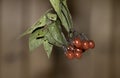 Red berries with gorgeous brown bokeh with leaves