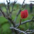 Last red leaf of the tree Royalty Free Stock Photo