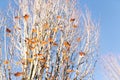 Last remaining leaves on the tree