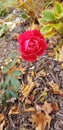 Last rose of fall