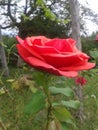 The last rose in the garden