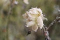 Last rose with hoarfrost