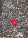Last rose in October