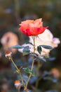 Last roses in October.The last autumn roses in the garden,selective focus, boke.