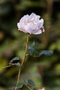 Last roses in October.The last autumn roses in the garden,selective focus, boke.