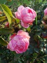 The last roses. park pink roses after the onset of frost. northern europe. Rose bush with pink roses