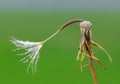 The last seed of a dandelion Royalty Free Stock Photo