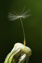 Last single seed standing on top of white dandelion flower. Marco photo, closeu Royalty Free Stock Photo