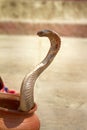 Last snake Charmer (Bede) from Benares Royalty Free Stock Photo